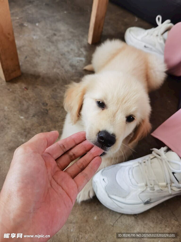 萌犬亲昵舔手瞬间