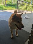 户外站立的可爱柴犬