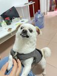 可爱小狗穿衣服被抚摸