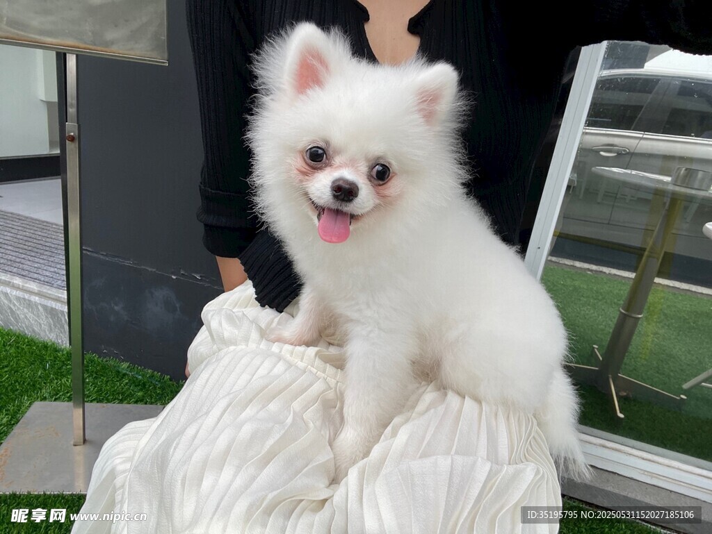 可爱博美犬坐在柔软织物上