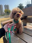 可爱泰迪被牵在户外长椅上