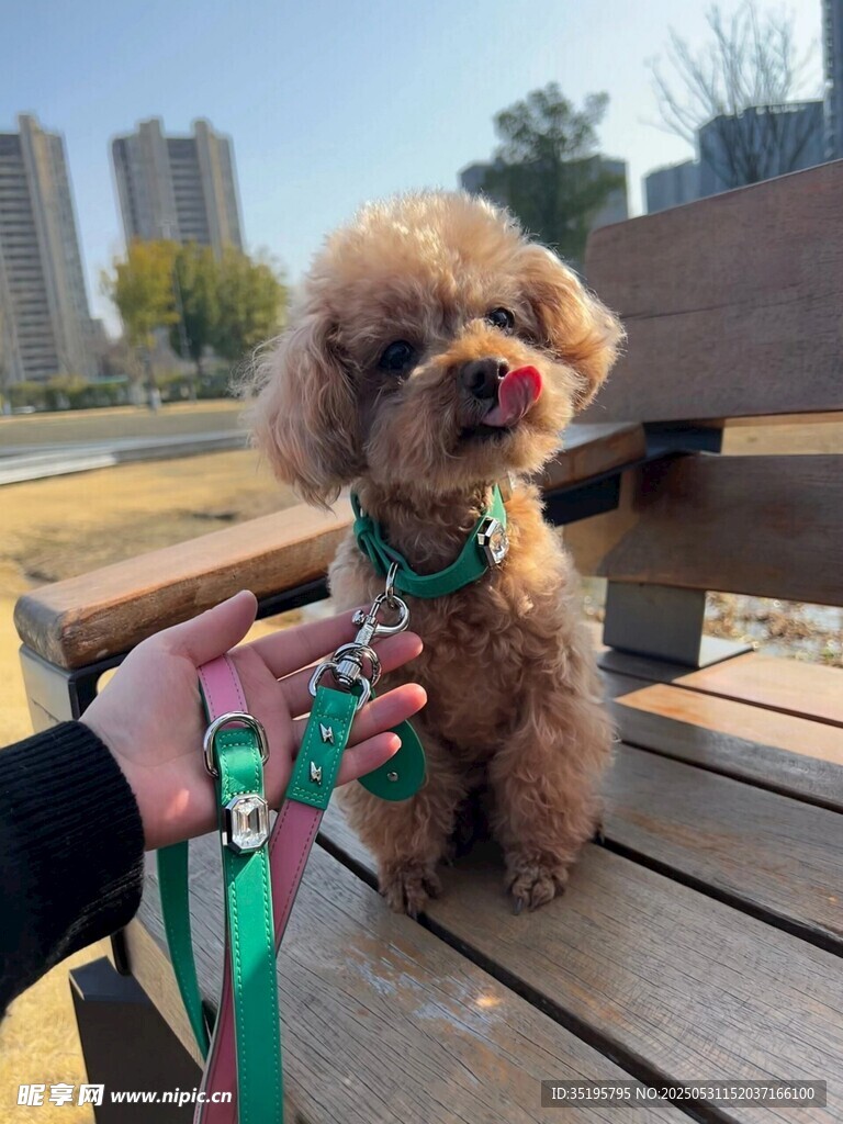 可爱泰迪被牵在户外长椅上