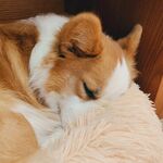 熟睡的萌犬依偎毛绒玩具