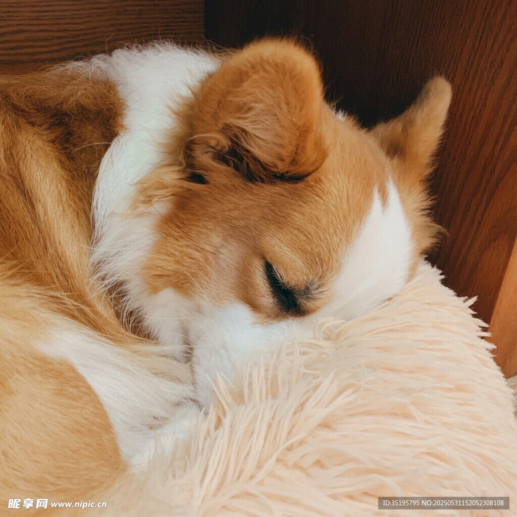 熟睡的萌犬依偎毛绒玩具