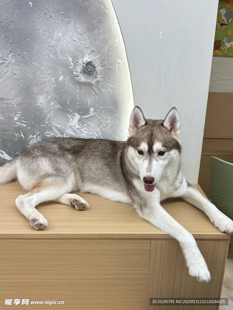 哈士奇惬意躺姿萌态尽显