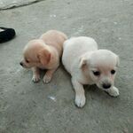 两只可爱幼犬趴地