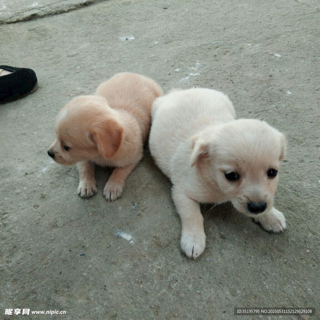 两只可爱幼犬趴地