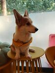 柯基犬端坐小凳超可爱