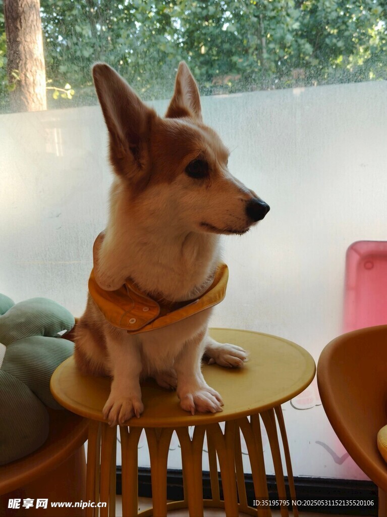 柯基犬端坐小凳超可爱