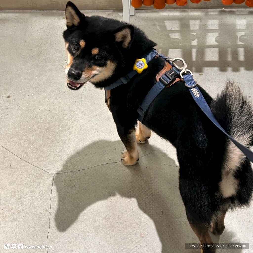 可爱黑柴犬佩戴牵引绳