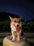 夜晚可爱柯基吐舌卖萌