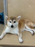 可爱柴犬趴坐展示萌态