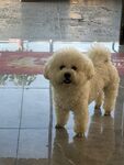 可爱比熊犬站立在地面