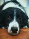 趴着的黑白边牧犬