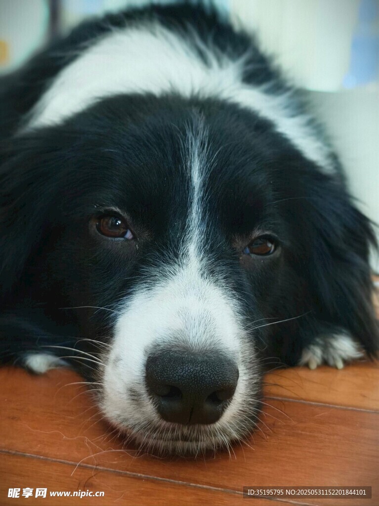 趴着的黑白边牧犬