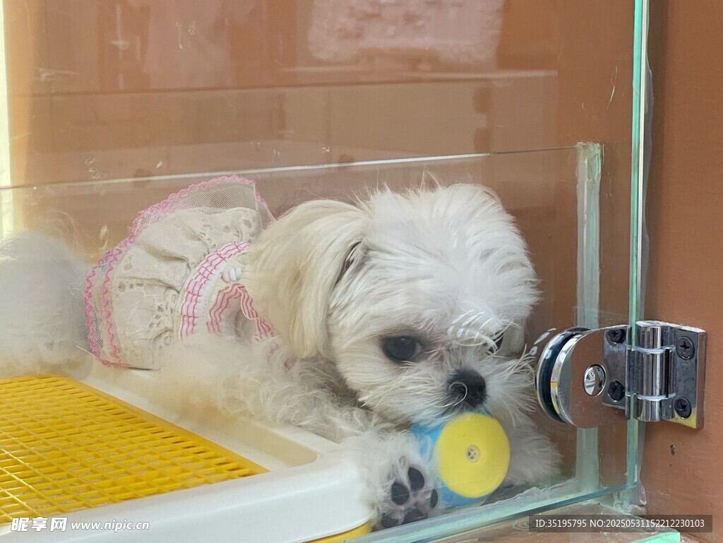 可爱小白狗趴在玻璃边