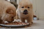 两只松狮犬正在进食