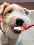 狗狗用勺子开心进食