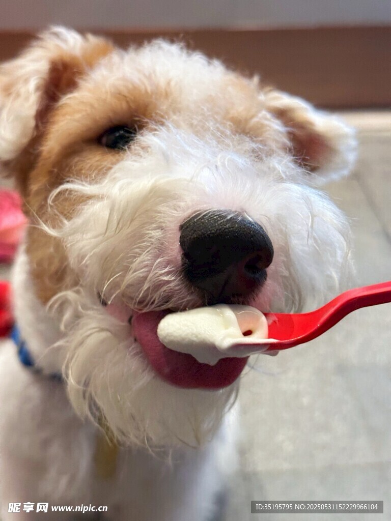 狗狗用勺子开心进食