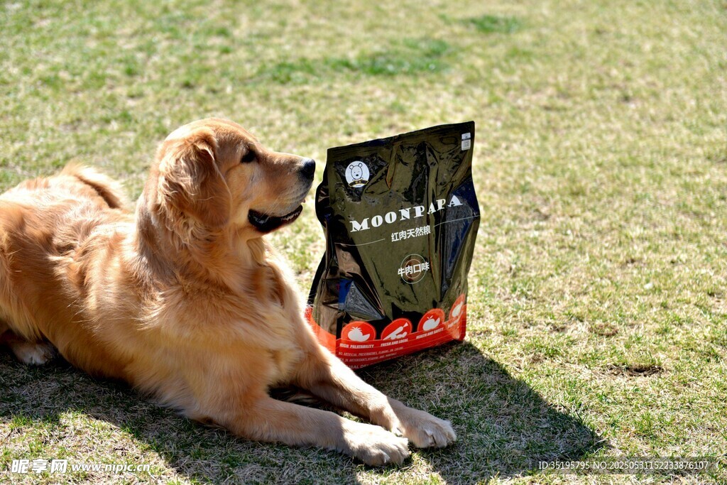 金毛犬躺草地旁的酒袋边