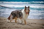 海边牵绳的帅气牧羊犬