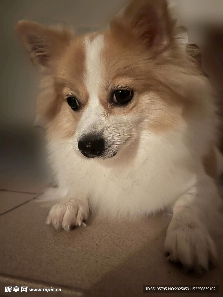 可爱博美犬趴地萌态
