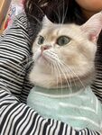 可爱猫咪被温柔主人抱着