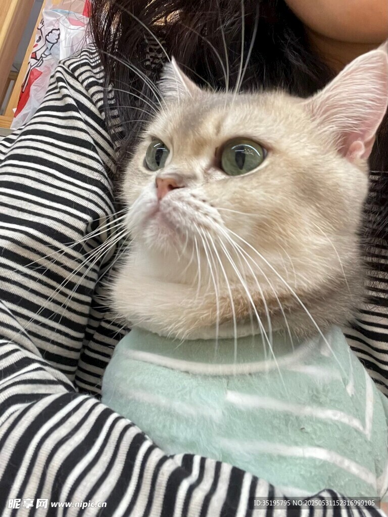 可爱猫咪被温柔主人抱着