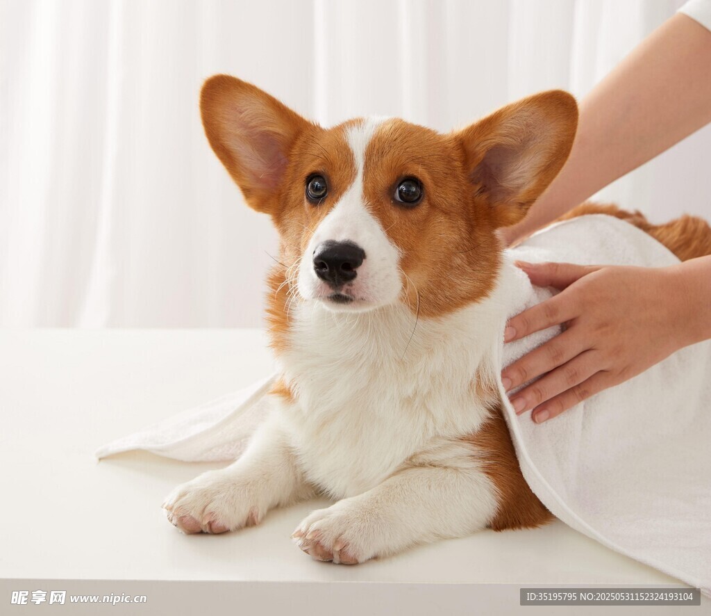抚摸柯基犬的温馨瞬间