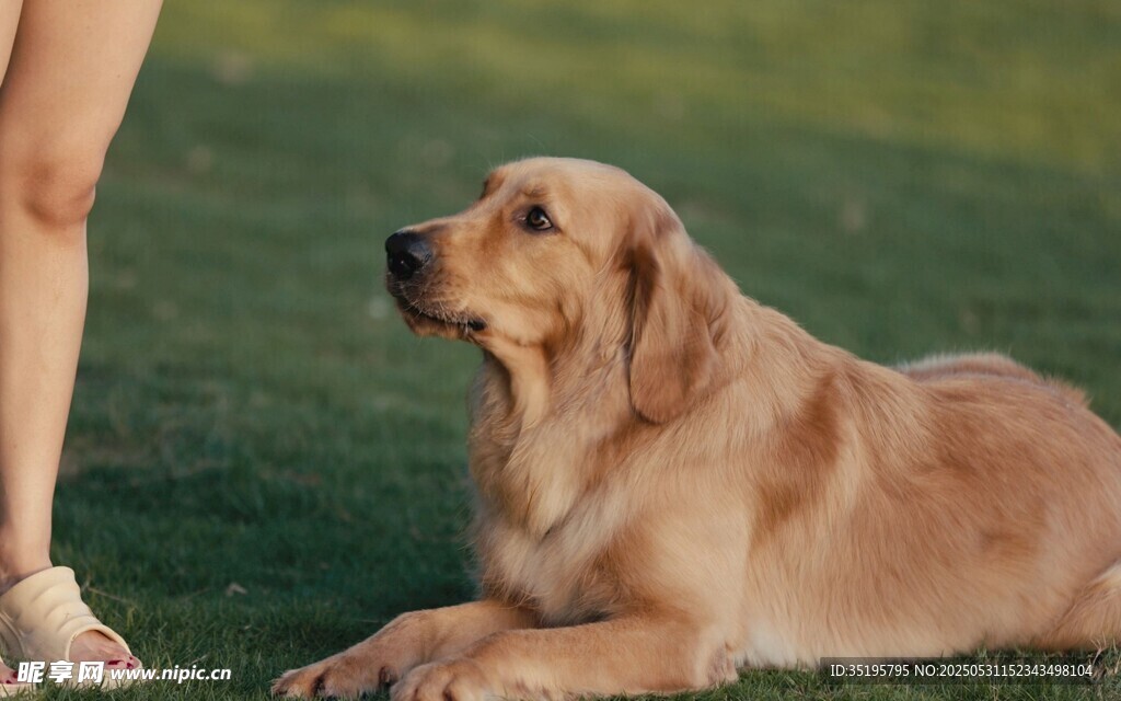 女子身旁的趴卧金毛犬