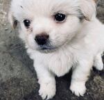 可爱小白狗呆萌模样