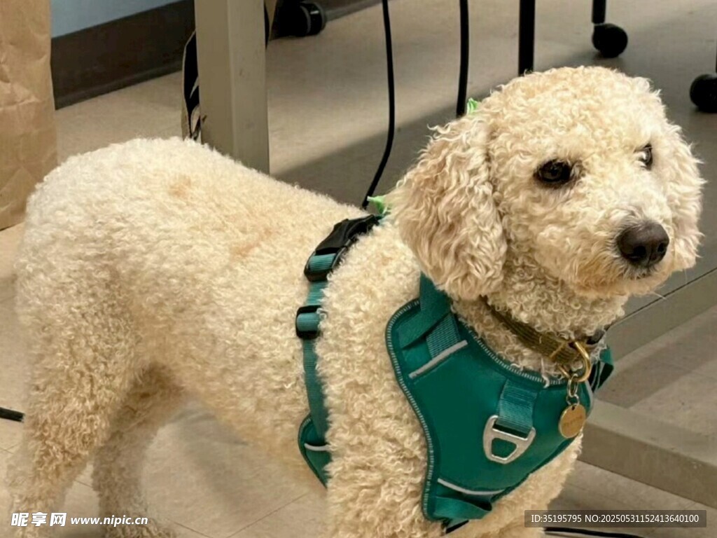 穿绿背心的可爱贵宾犬
