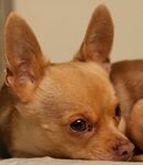 趴着的可爱吉娃娃犬