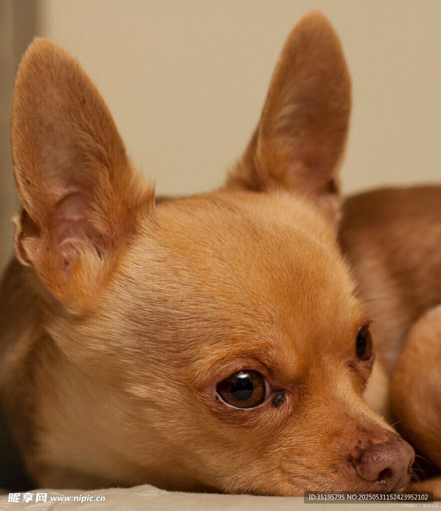趴着的可爱吉娃娃犬