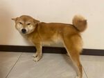 可爱柴犬站立在室内