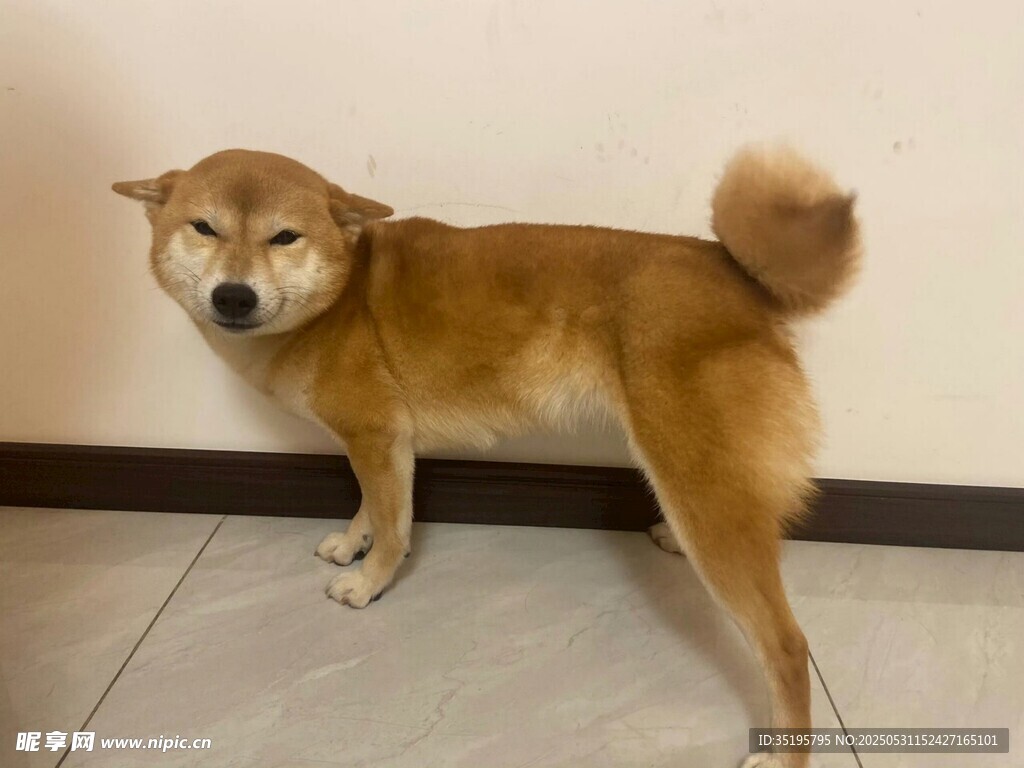 可爱柴犬站立在室内