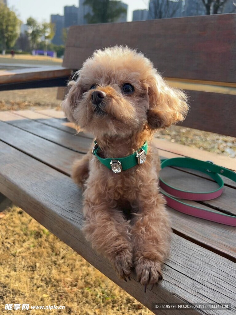 可爱小狗趴在户外长椅上