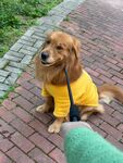 穿黄衣的可爱金毛犬