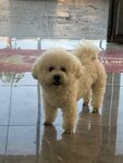 可爱比熊犬站立在地面