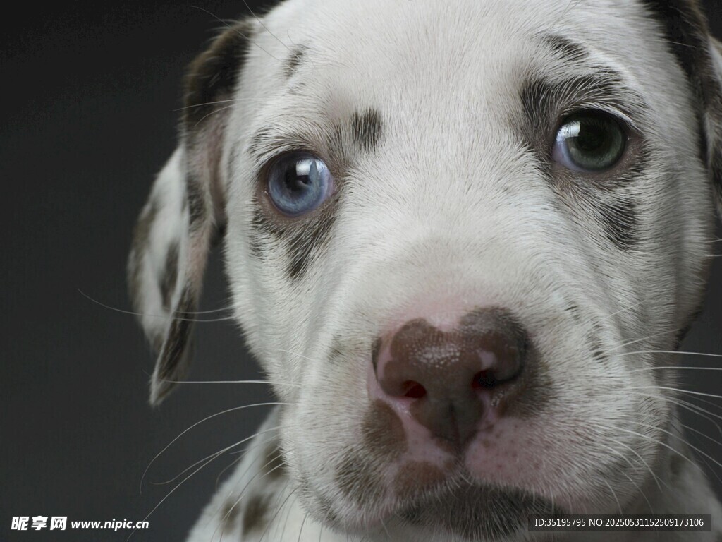 可爱斑点幼犬特写