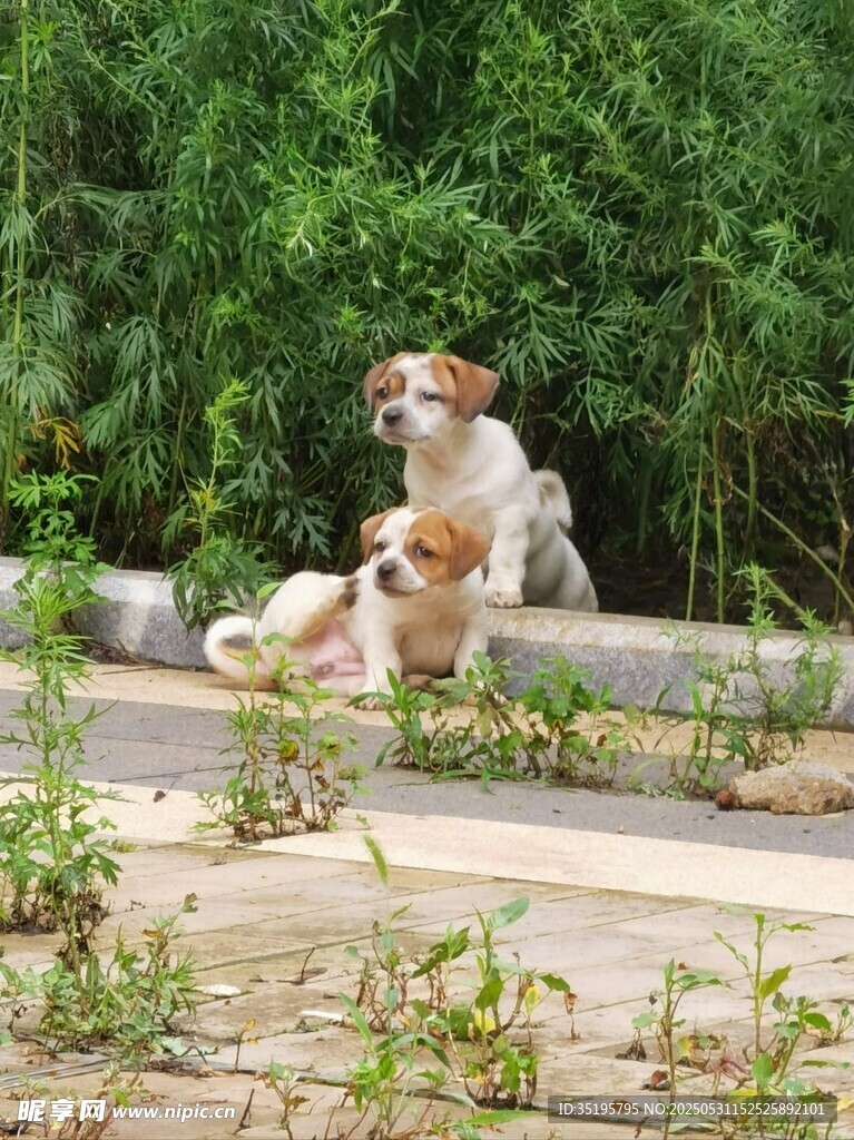 路边休憩的可爱狗狗