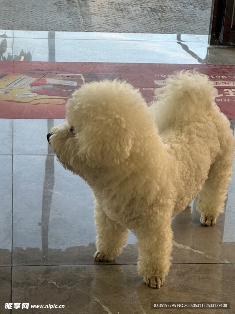 可爱比熊犬站立模样