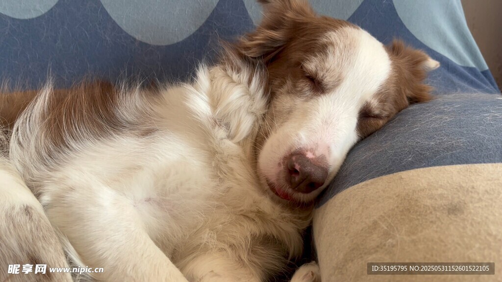 熟睡的边牧犬