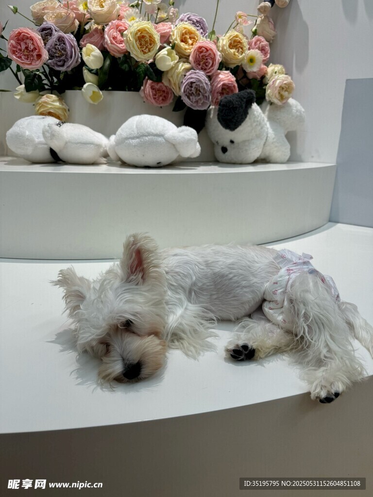 可爱西高地白梗犬与鲜花