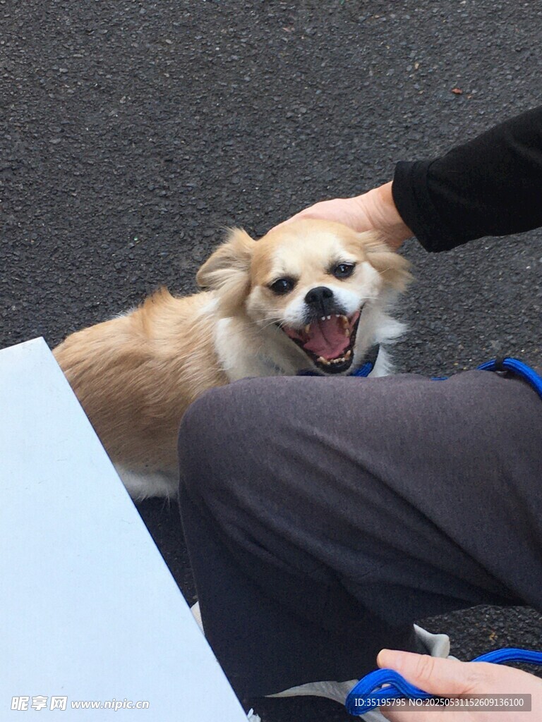 抚摸小狗的温馨瞬间