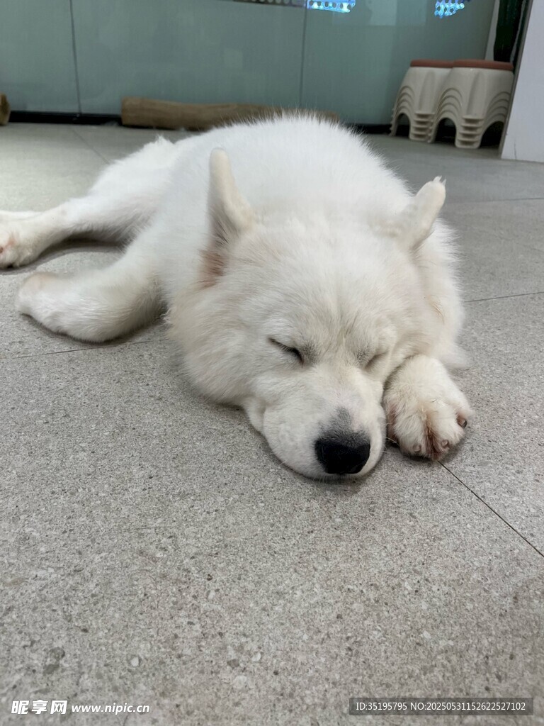 酣睡的萨摩耶犬