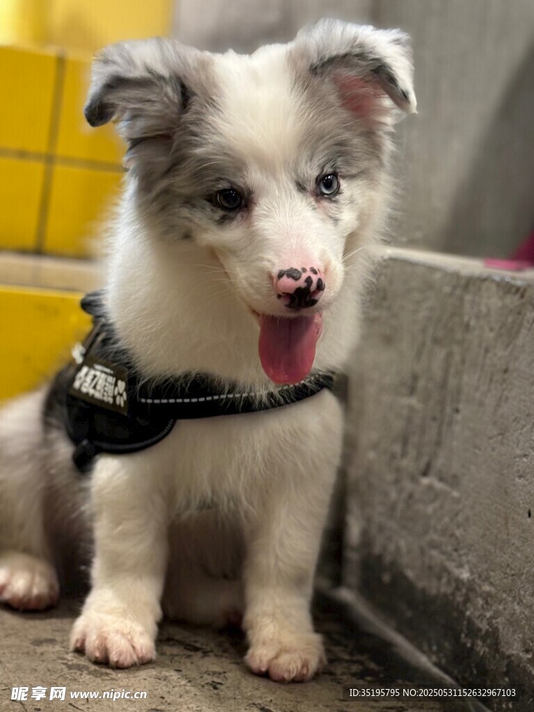可爱边牧幼犬吐舌卖萌