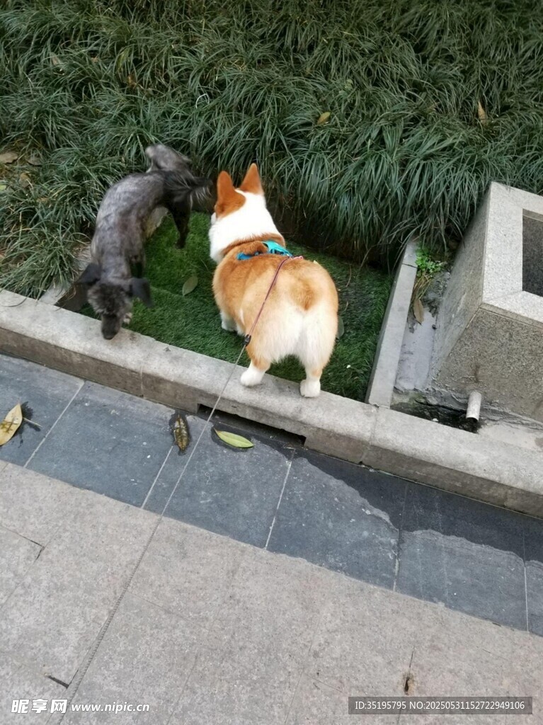 柯基与黑猫对视瞬间