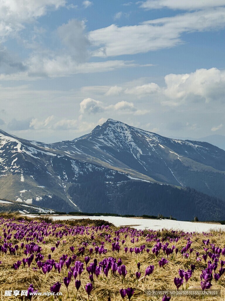 雪山下的紫色花海美景