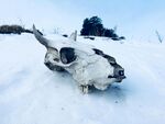 雪地中的动物头骨